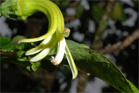 native Hawaiian plant